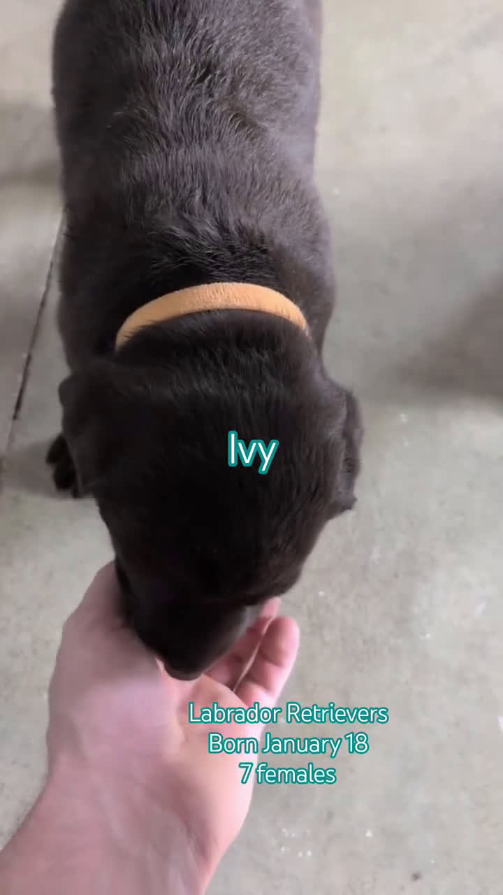 Labrador Retriever dogs for sale: Jewel - Video 3