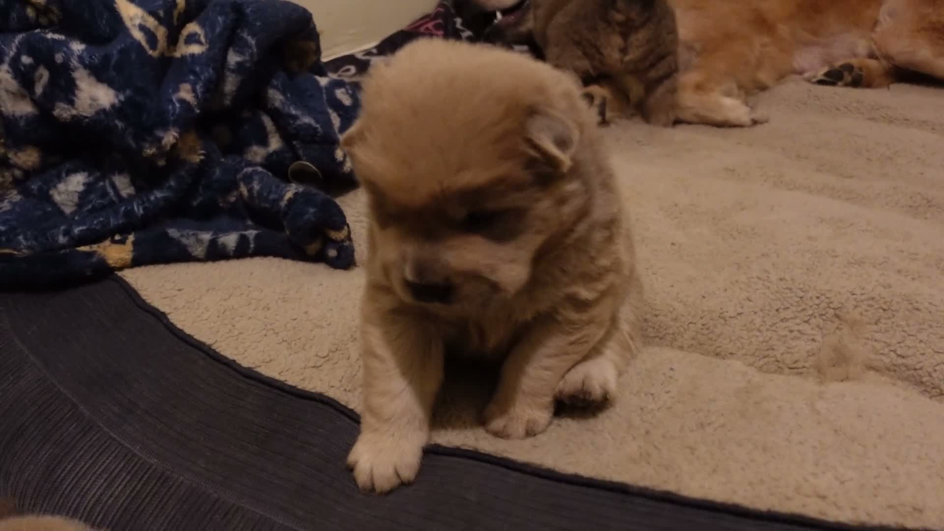 Mixed Breed dogs for sale: First born - Video 1