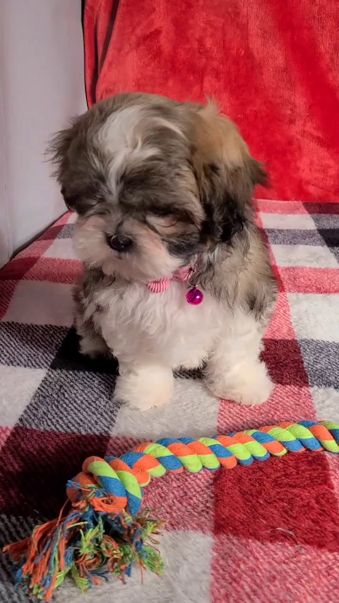 Shih Tzu dogs for sale: Grace  - Video 1