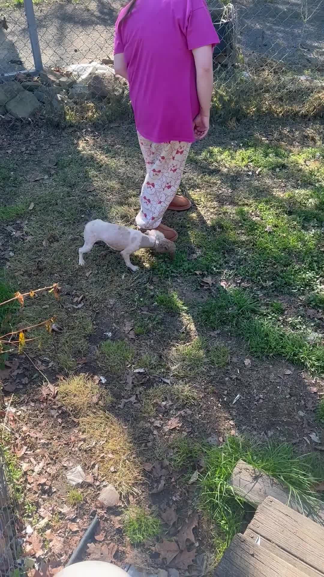 Toy Poodle dogs for sale: Toy Poodle Puppy 1 - Video 3