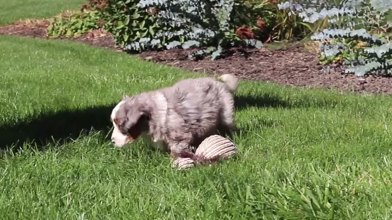 Mini Bernedoodle dogs for sale: Molly🎀 - Video 2