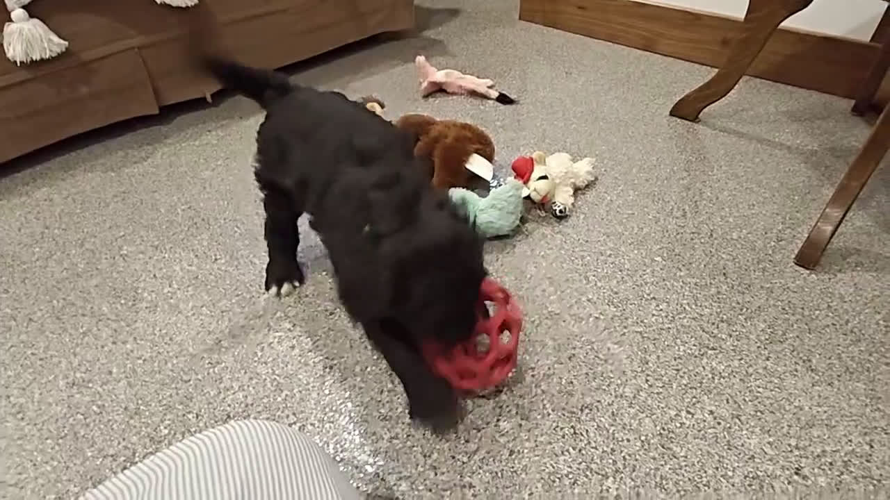 Bernedoodle dogs for sale: Espresso  - Video 2