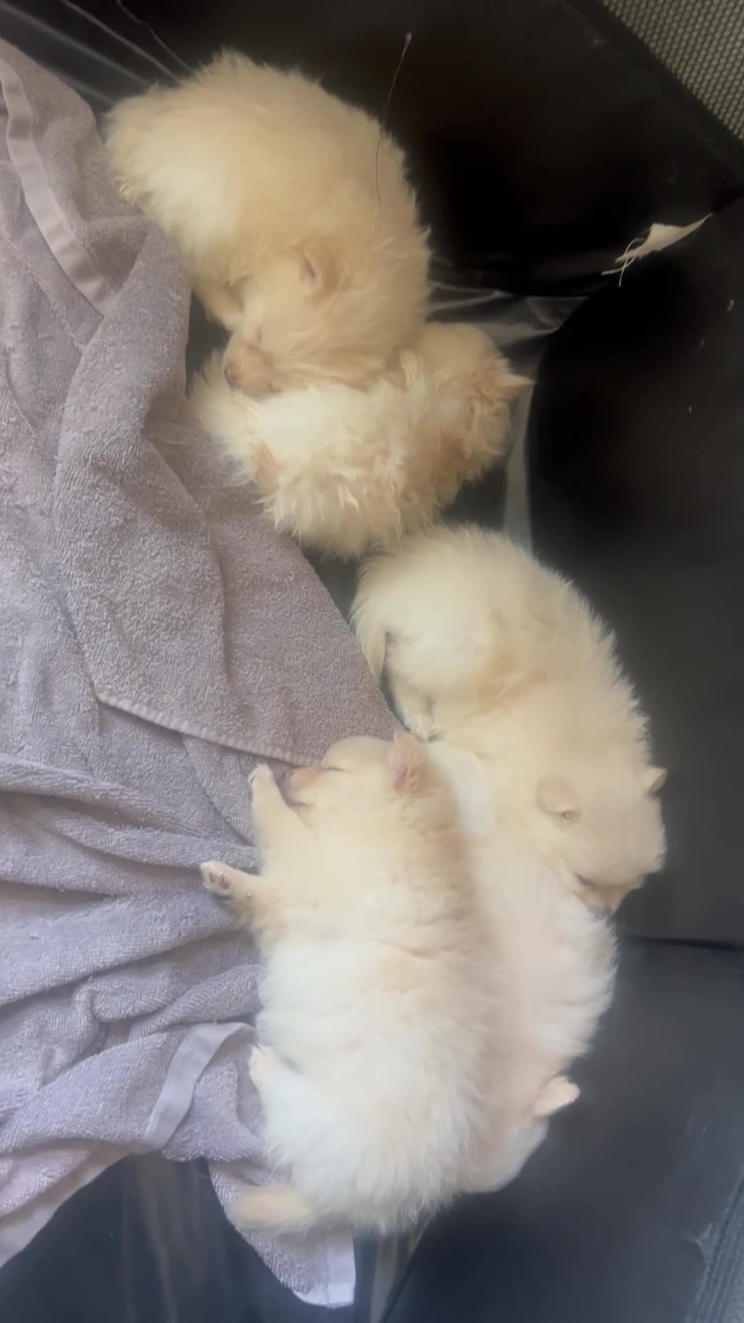 Pomeranian dogs for sale: Pomeranian Puppy 1 - Video 1