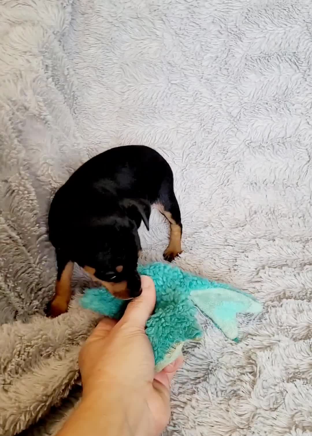 Miniature Pinscher dogs for sale: Lilly  - Video 1