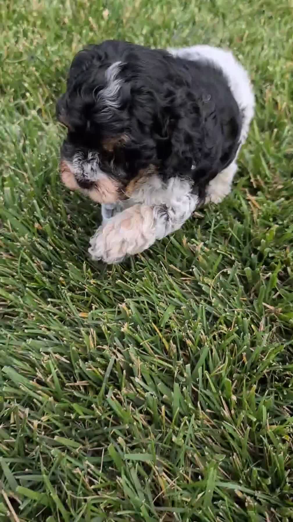 Cockapoo dogs for sale: Bandit - Video 1