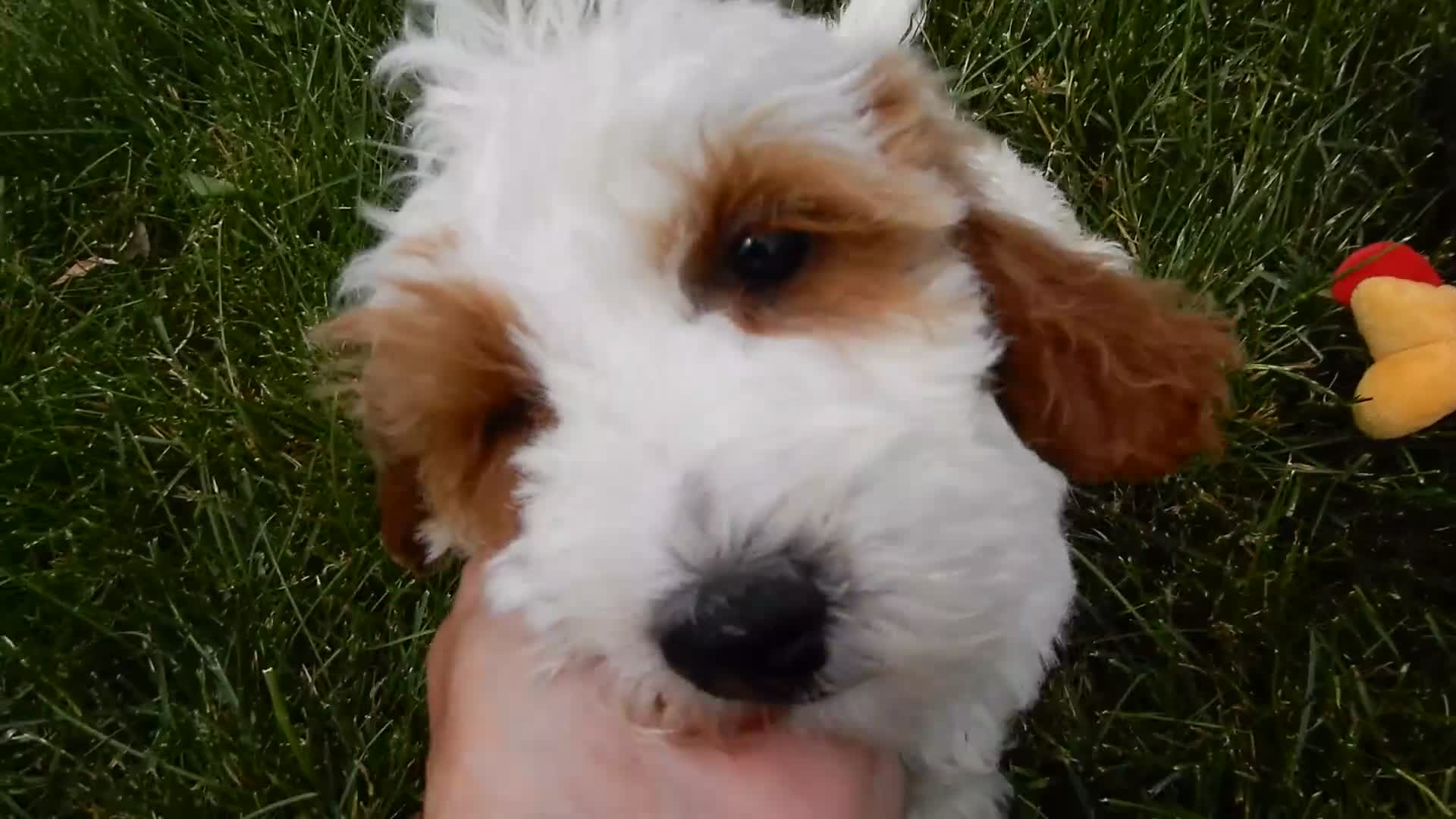 Mini Goldendoodle dogs for sale: Princess-MEDIUM - Video 1