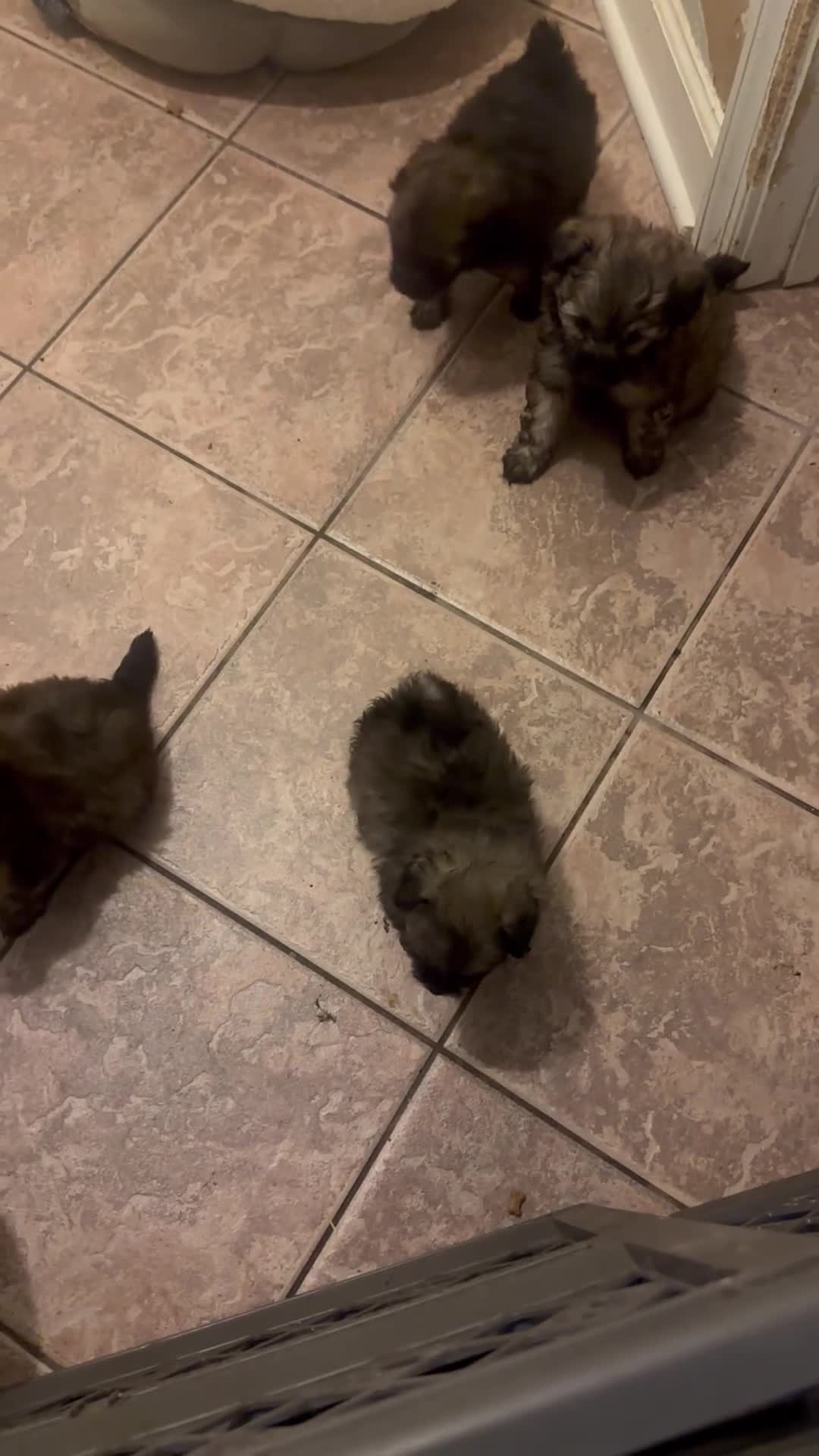 Pomapoo dogs for sale: Pomapoo Puppy 4 - Video 1