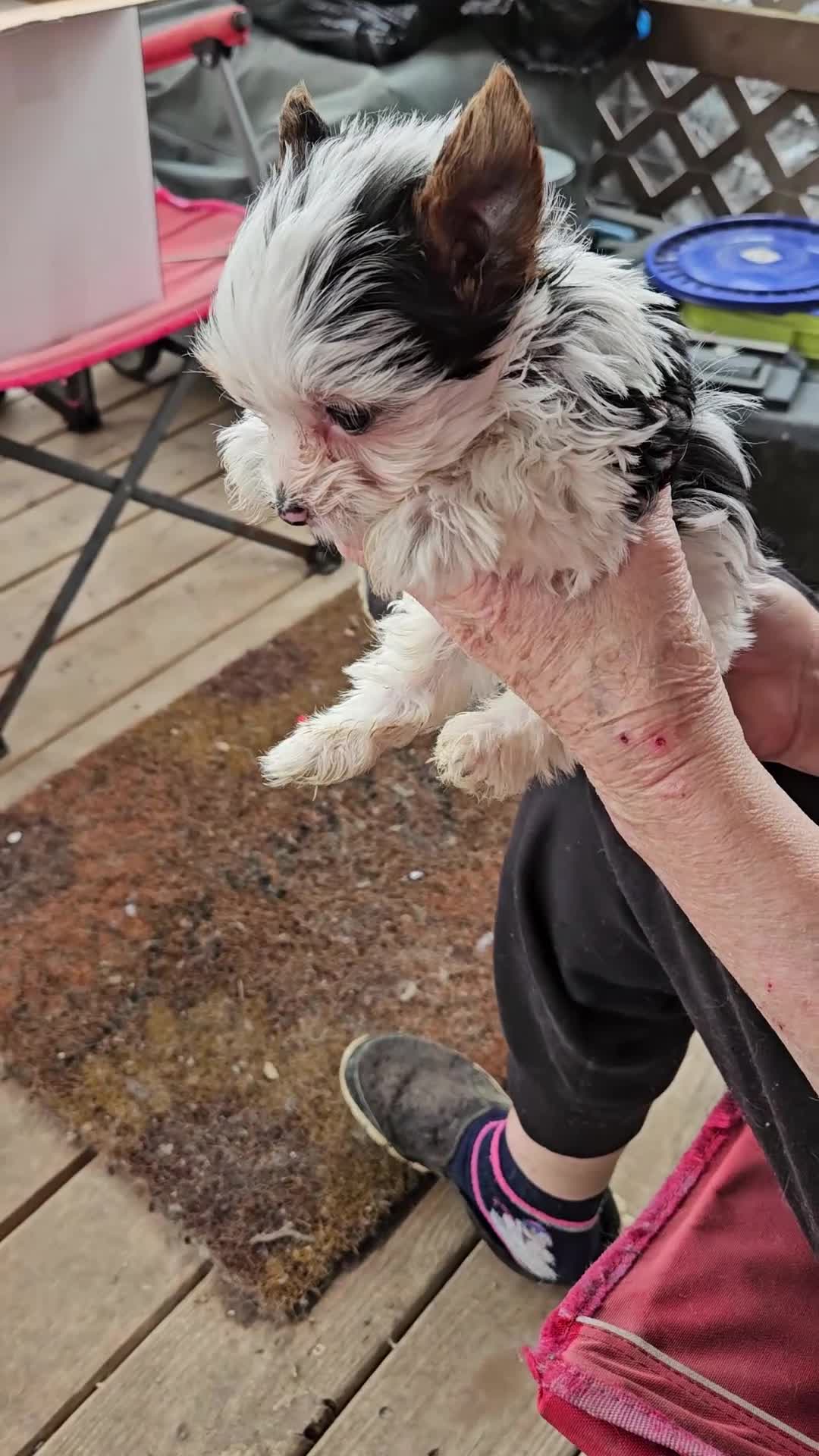 Yorkshire Terrier dogs for sale: Waylon - Video 1