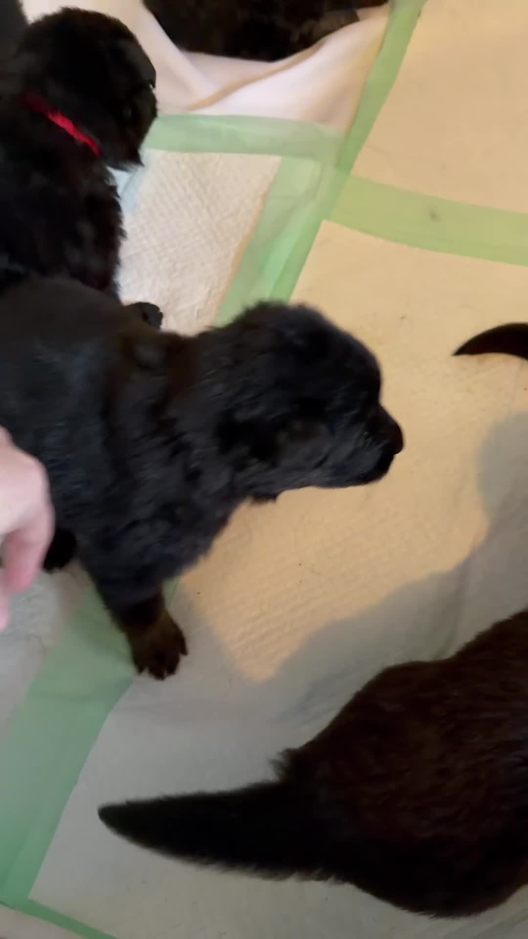 German Shepherd dogs for sale: Long Coat German Shepherd- Purple Female - Video 1