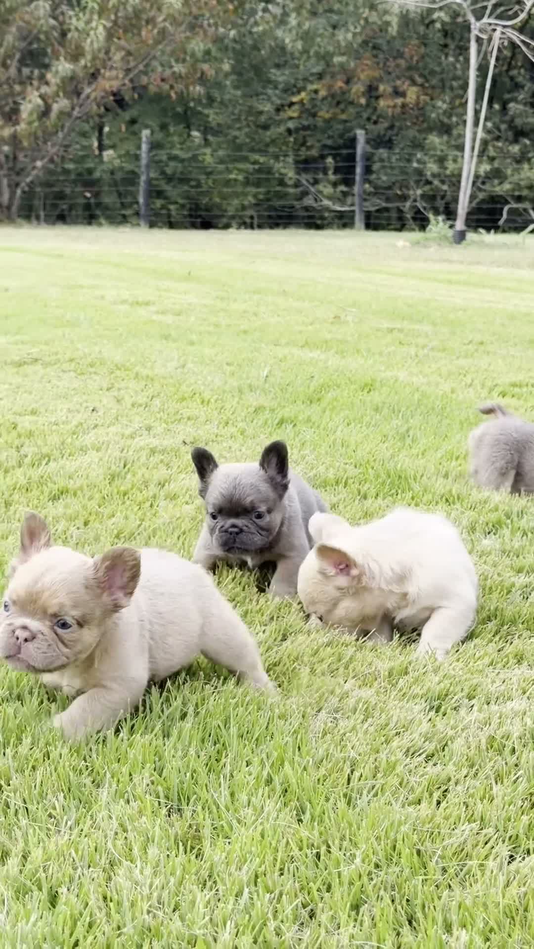 French Bulldog dogs for sale: Cinnamon - Video 1