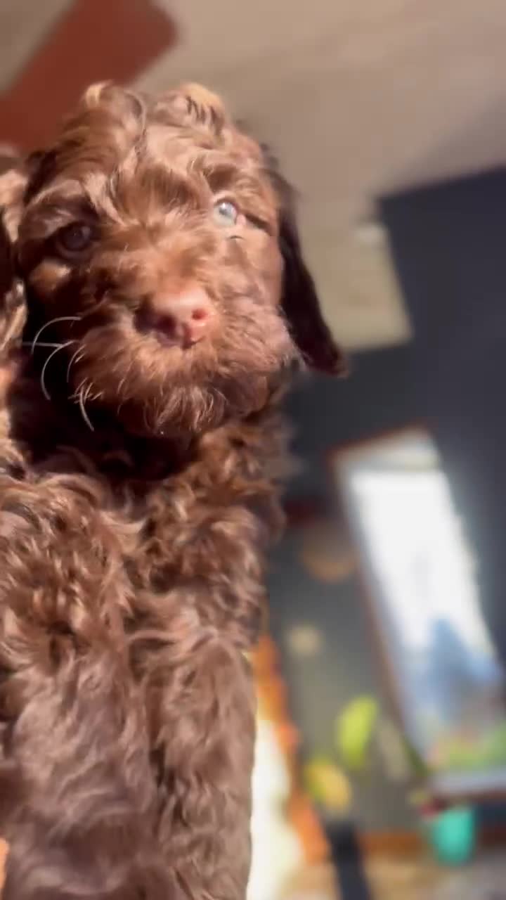 Goldendoodle dogs for sale: Goldendoodle 7 - Video 2