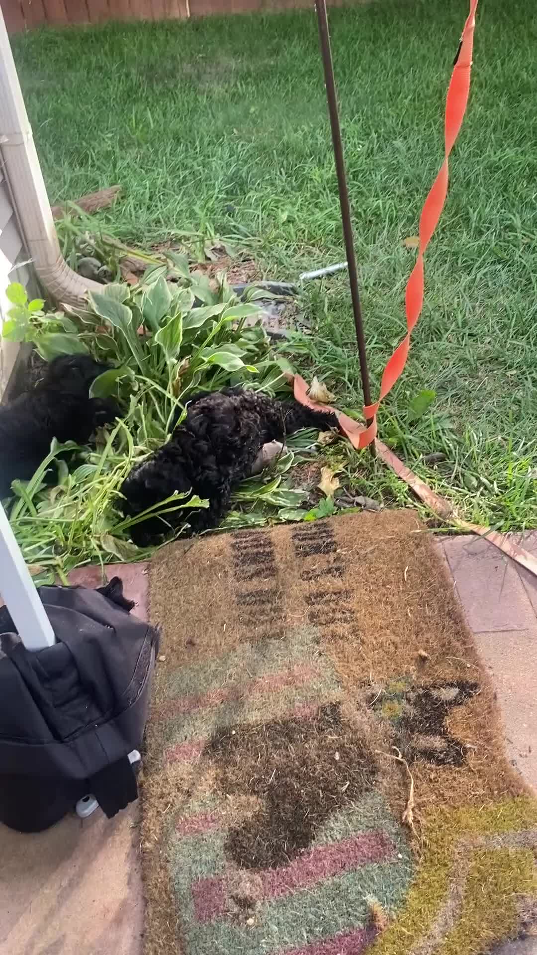 Yorkiepoo dogs for sale: Yorkiepoo 2 - Video 2