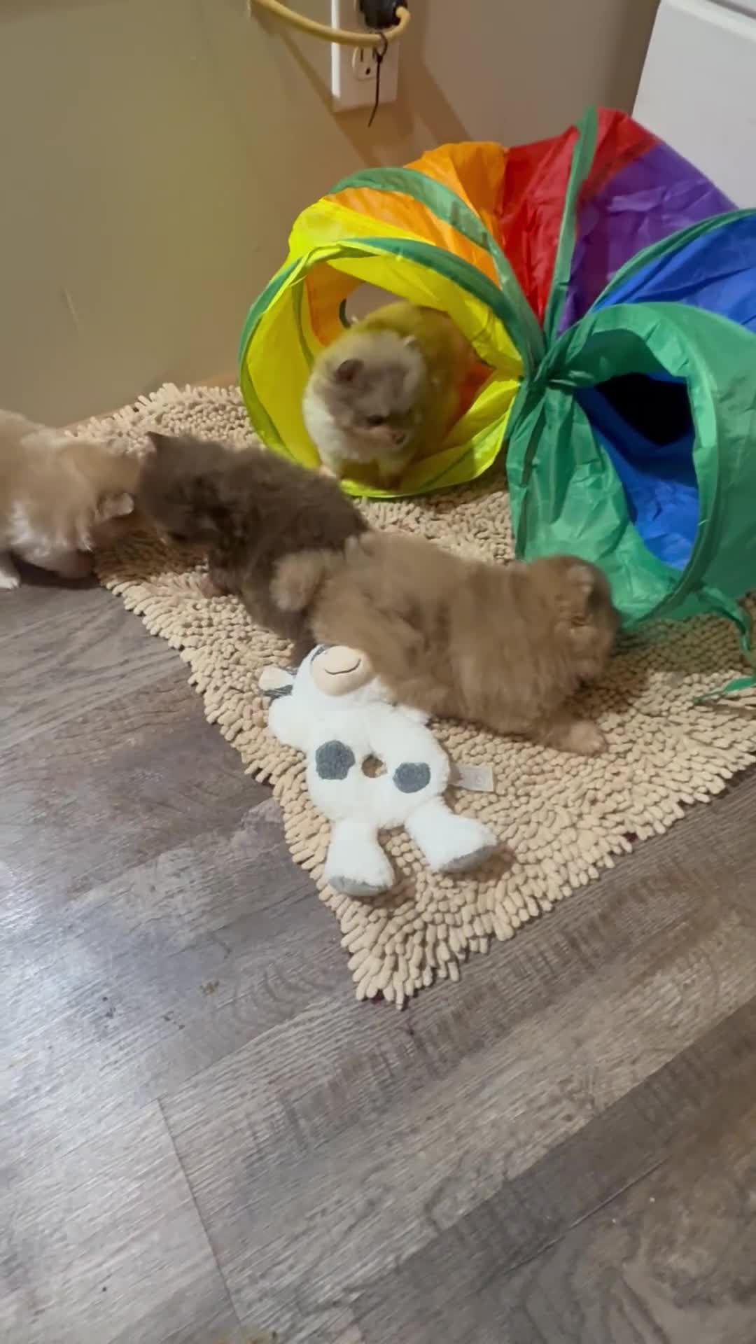 Pomeranian dogs for sale: #3 - Video 2