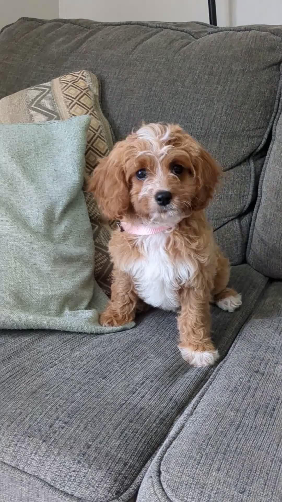 Cavapoo dogs for sale: Sunshine - Video 1