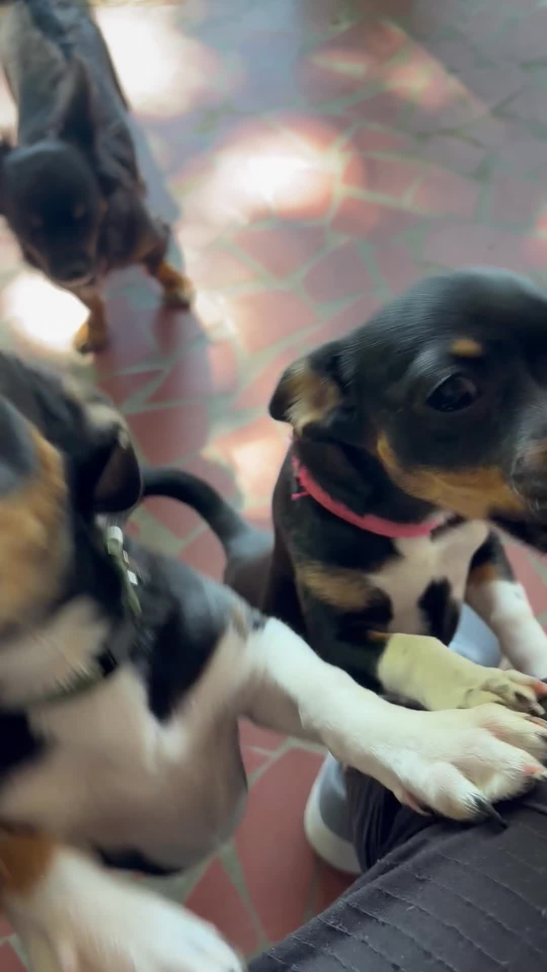 Chihuahua dogs for sale: Chihuahua Puppy 1 - Video 1
