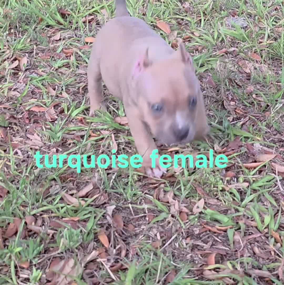 American Bully dogs for sale: American Bully Puppy 4 - Video 2