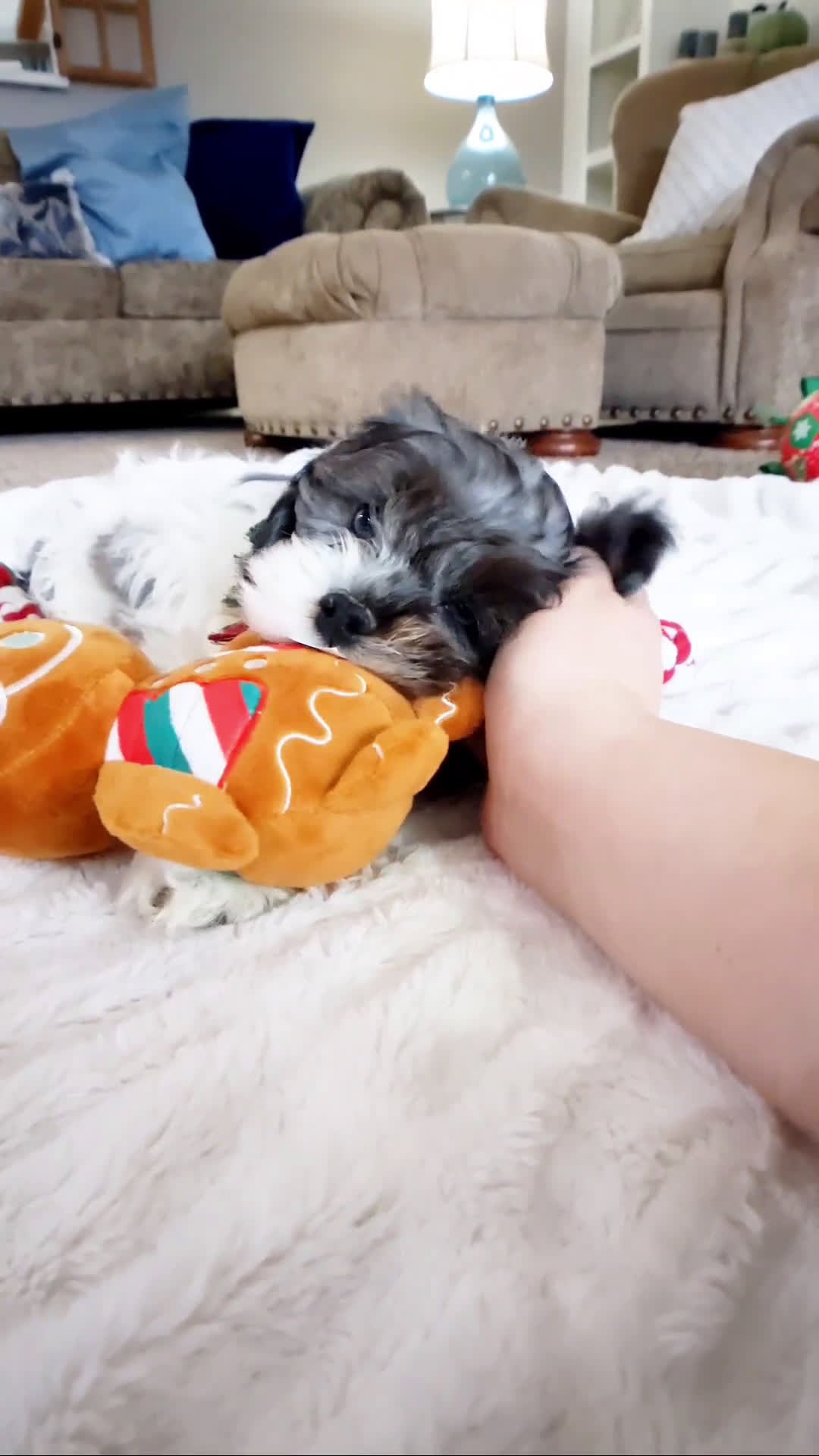 Cockapoo dogs for sale: Pop - Video 1