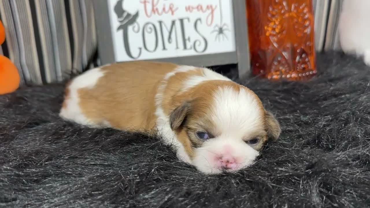 Shih Tzu dogs for sale: Shih Tzu 2 - Video 1