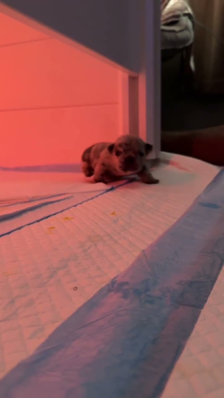 French Bulldog dogs for sale: Bee - Video 1