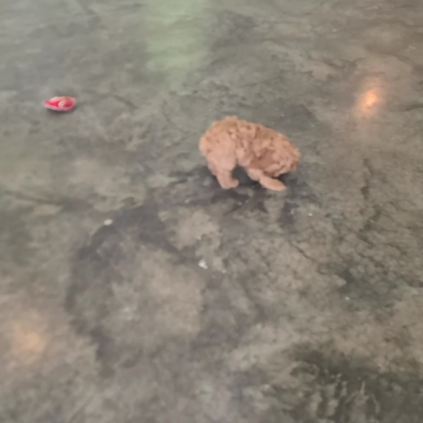 Cockapoo dogs for sale: Echo - Video 1