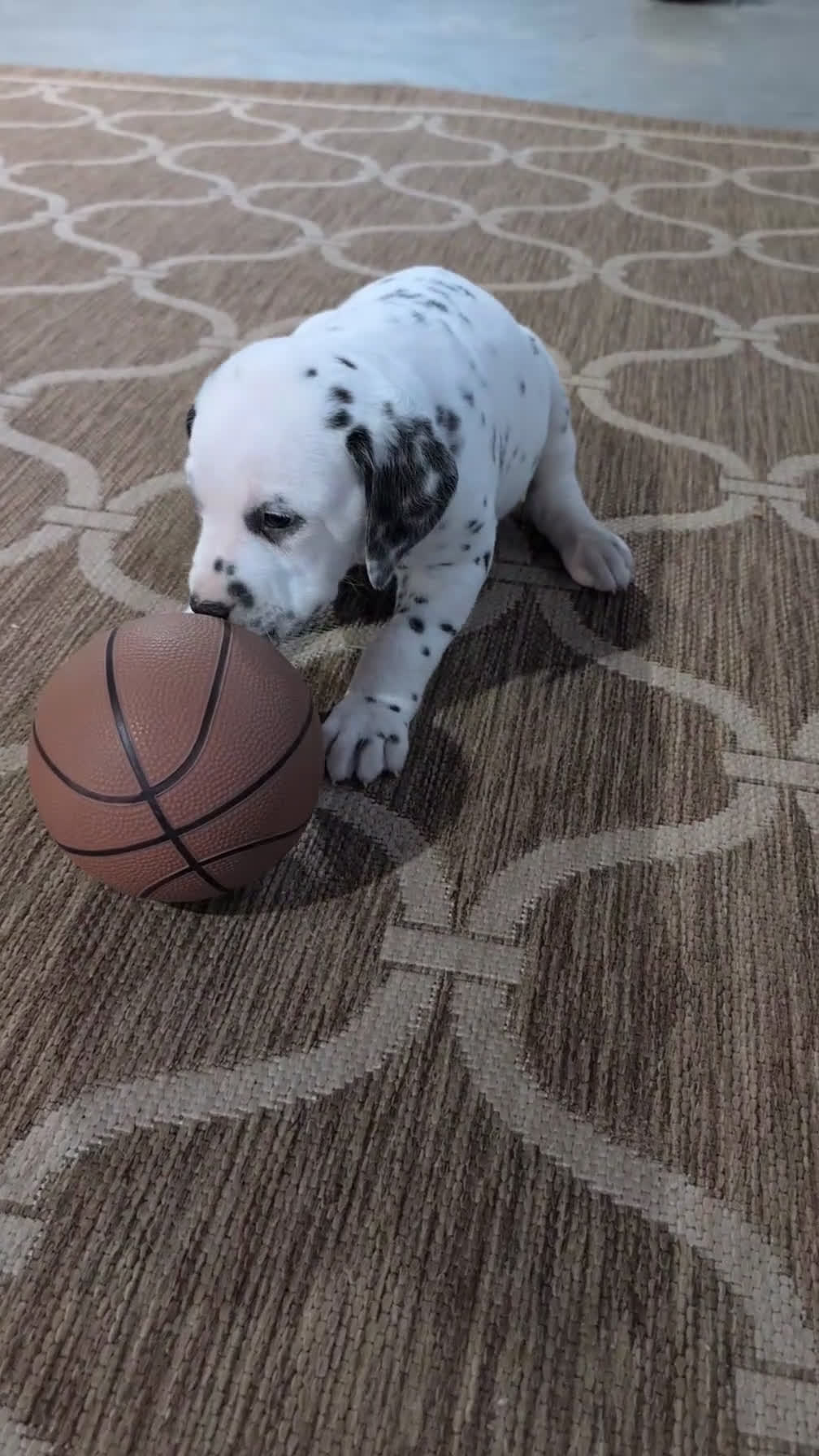 Dalmatian dogs for sale: Teddy - Video 1