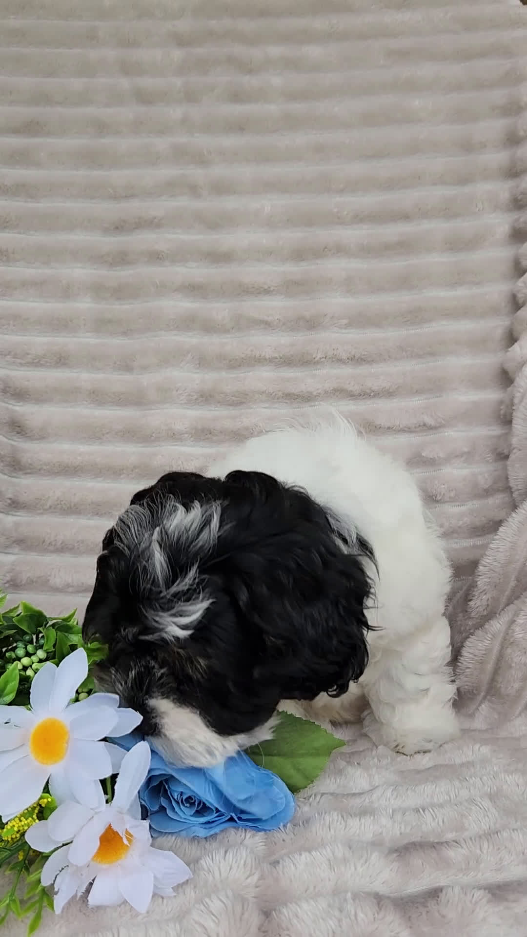 Shihpoo dogs for sale: Carter - Video 1