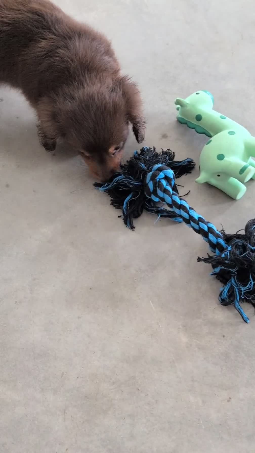 Miniature Dachshund dogs for sale: Zion - Video 3