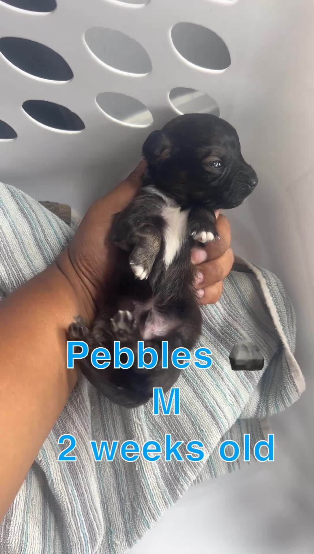 Mixed Breed dogs for sale: Pebbles 🪨  - Video 1