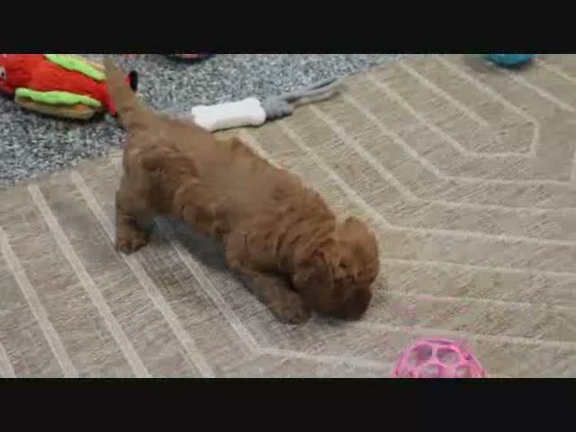 Mini Goldendoodle dogs for sale: Butler - Video 1