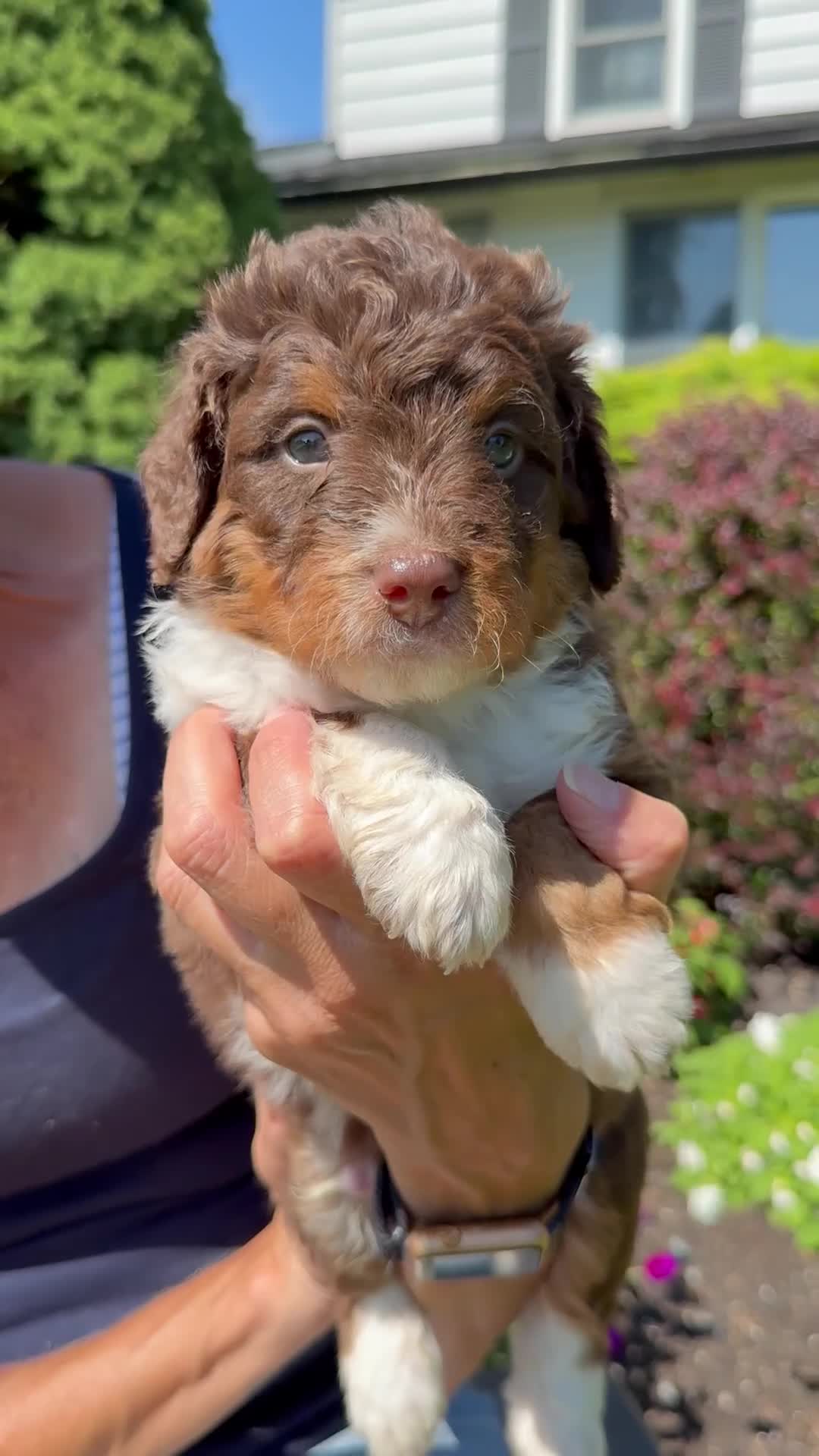 Bernedoodle dogs for sale: Caramel - Video 1