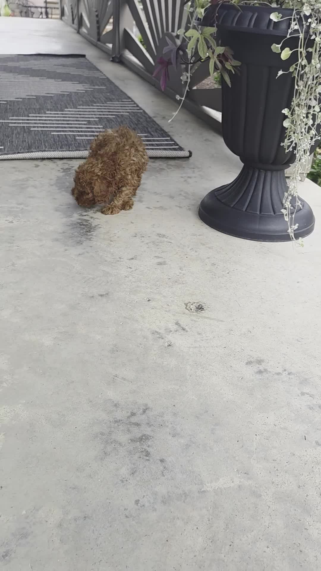 Cavapoo dogs for sale: Fiona - Video 1