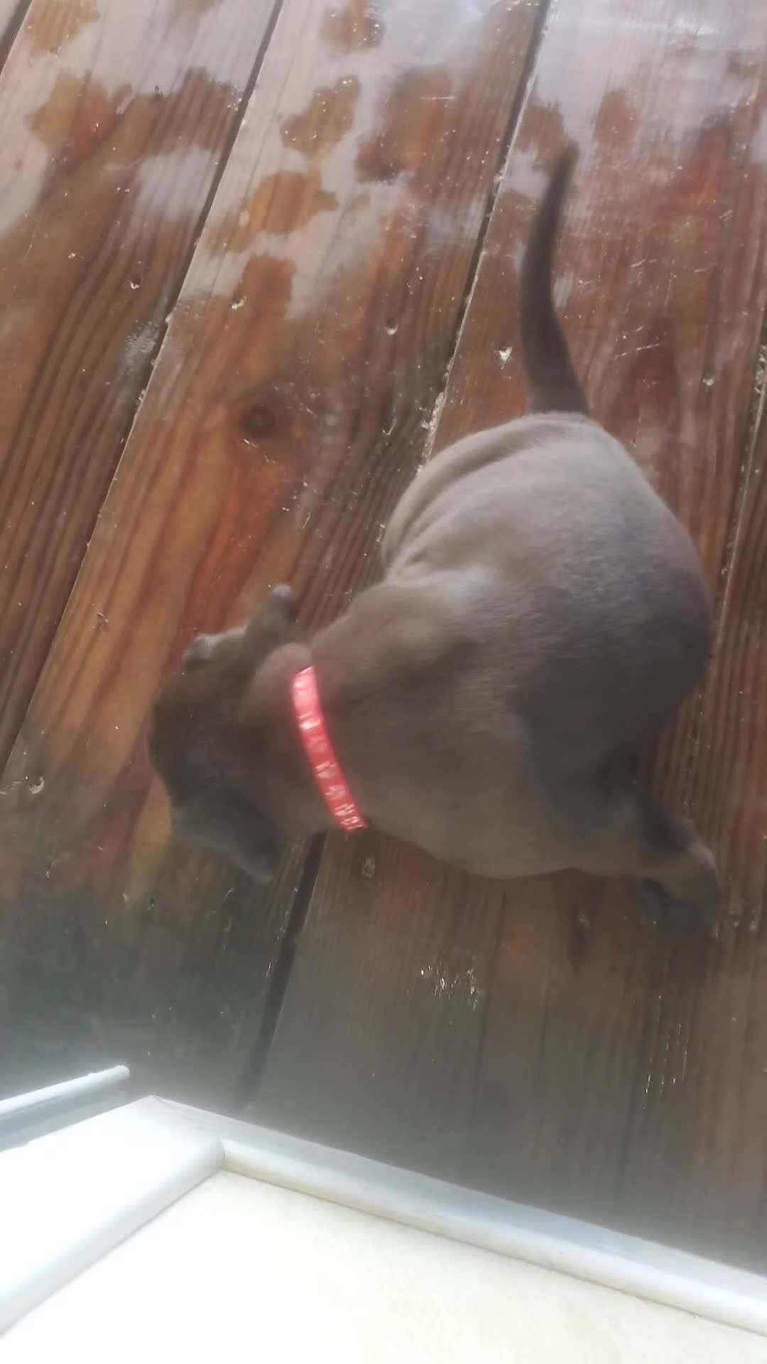 Mixed Breed dogs for sale: BULLADOR  - Video 1