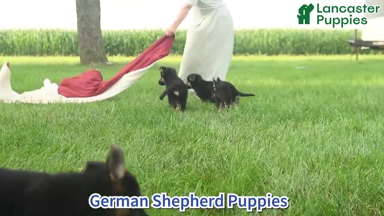 German Shepherd dogs for sale: Angel  - Video 1
