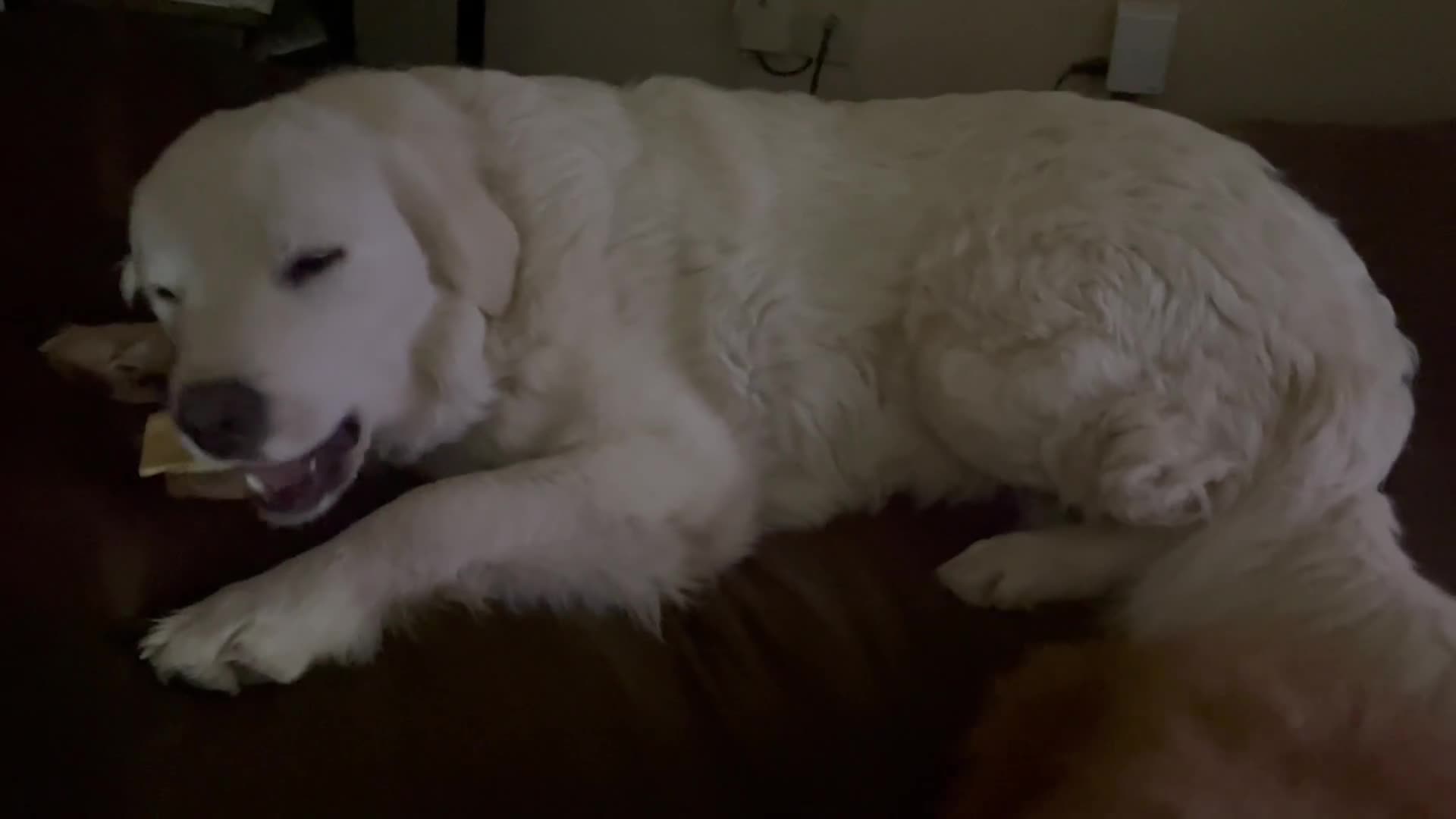 Great Pyrenees dogs for sale: Great Pyrenees mother - Video 1