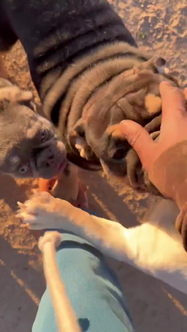 English Bulldog dogs for sale: KINGSTON – Black Tan Tri Loverboy in LA, CA - Video 4