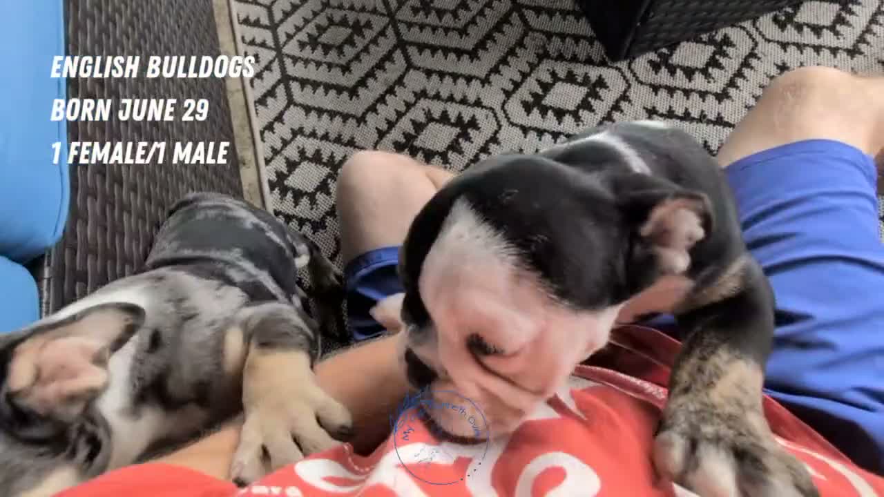 English Bulldog dogs for sale: Zane - Video 1