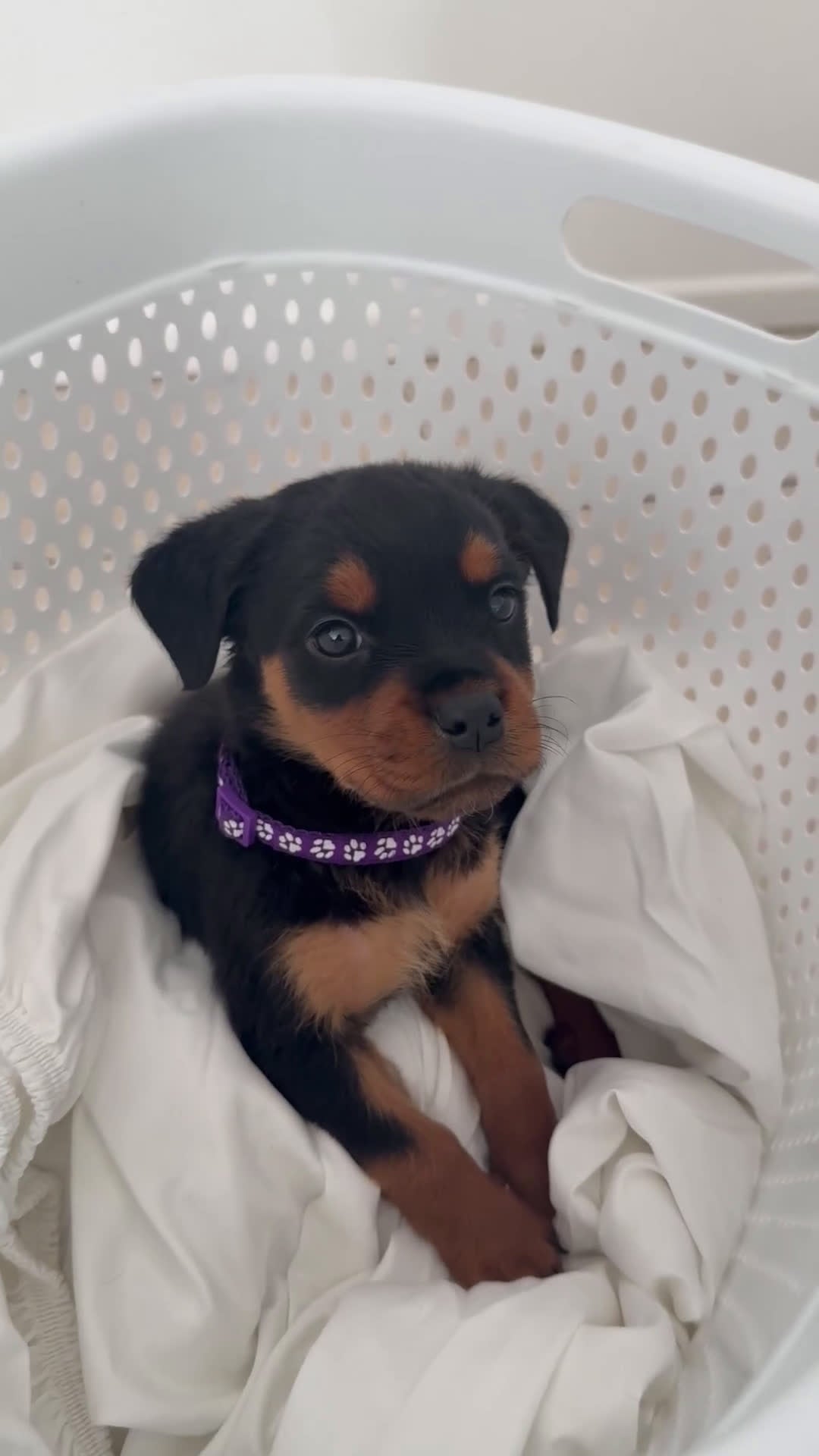 Rottweiler dogs for sale: Rottweiler Purple - Video 1