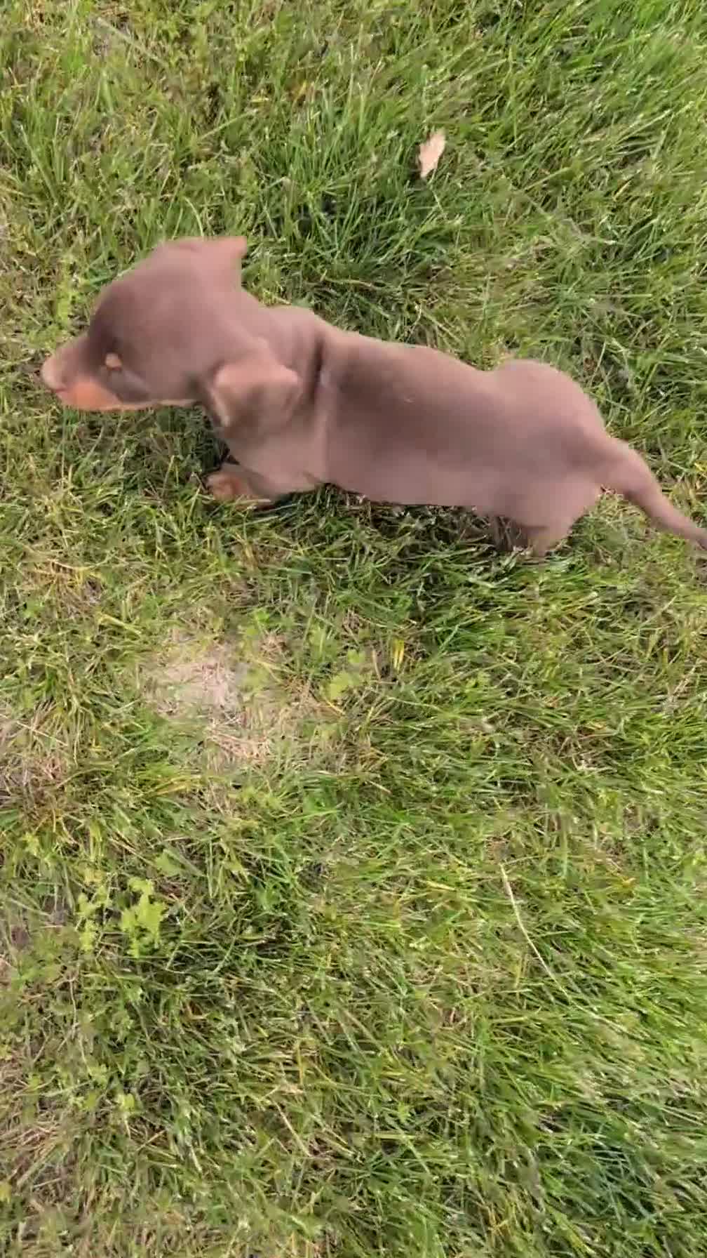 Miniature Dachshund dogs for sale: Max - Video 1