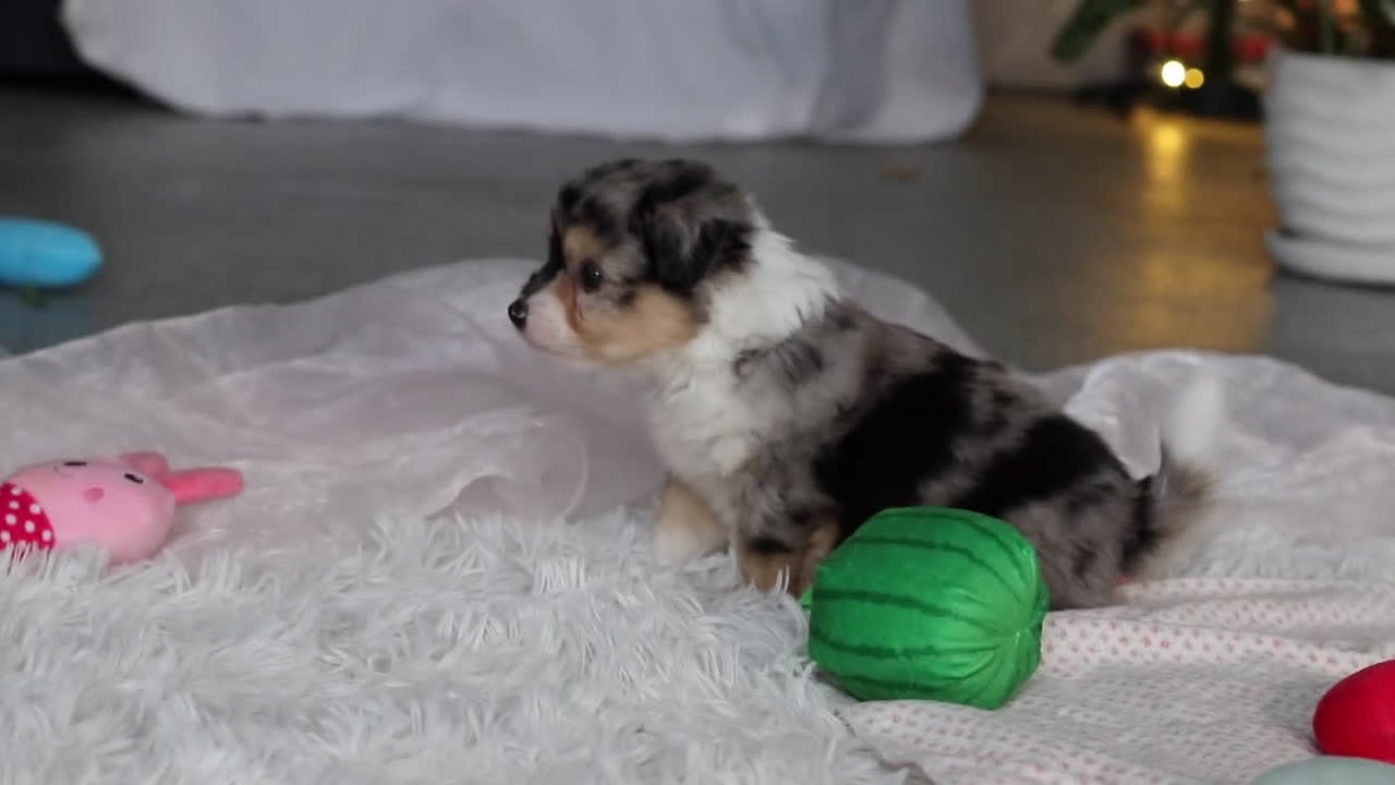 Mixed Breed dogs for sale: Bella - Video 2