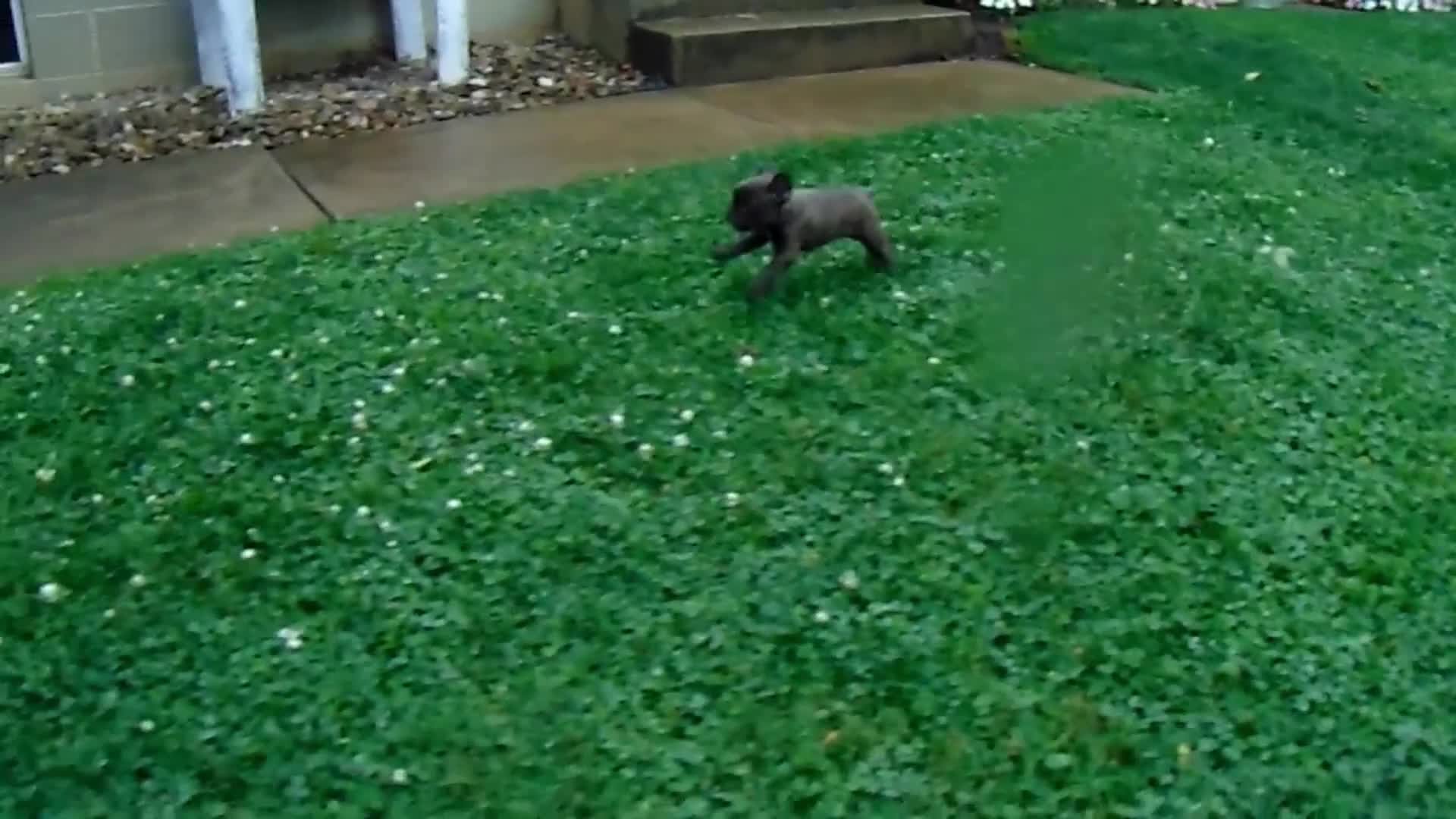 French Bulldog dogs for sale: Tommy - Video 1