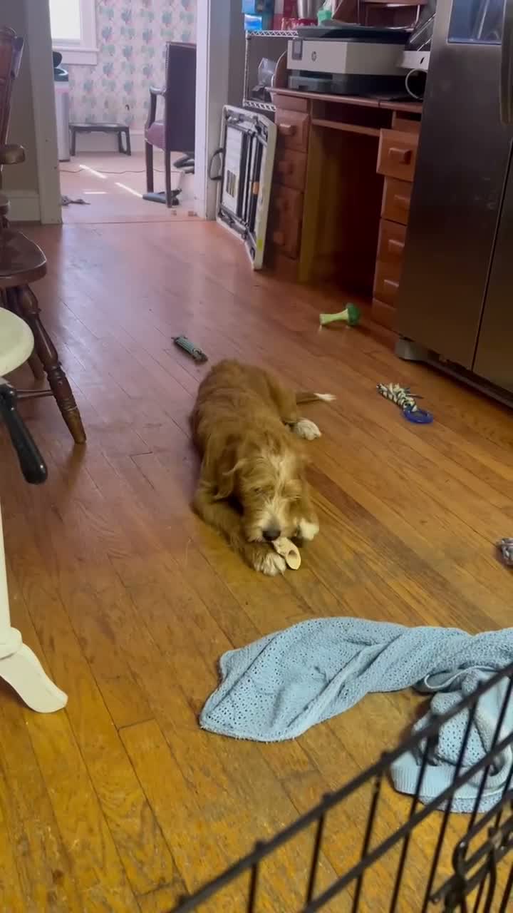 Labradoodle dogs for sale: Ranger  - Video 1