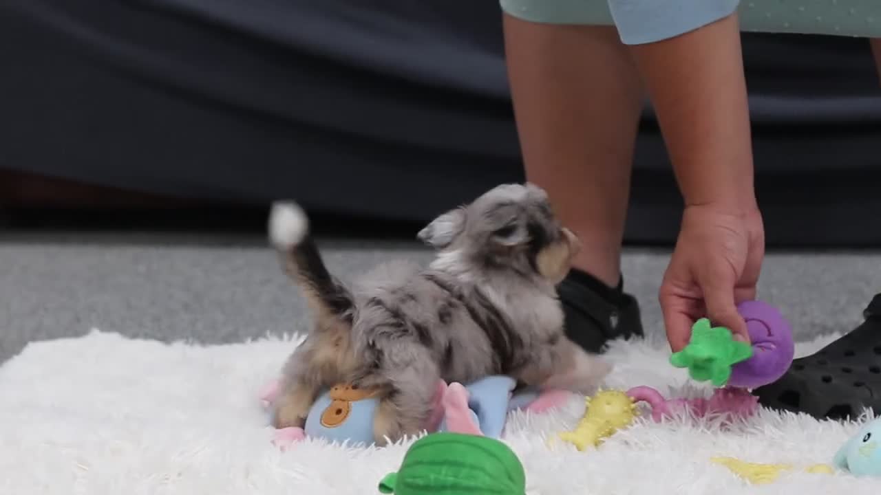 Mixed Breed dogs for sale: Nala - Video 1