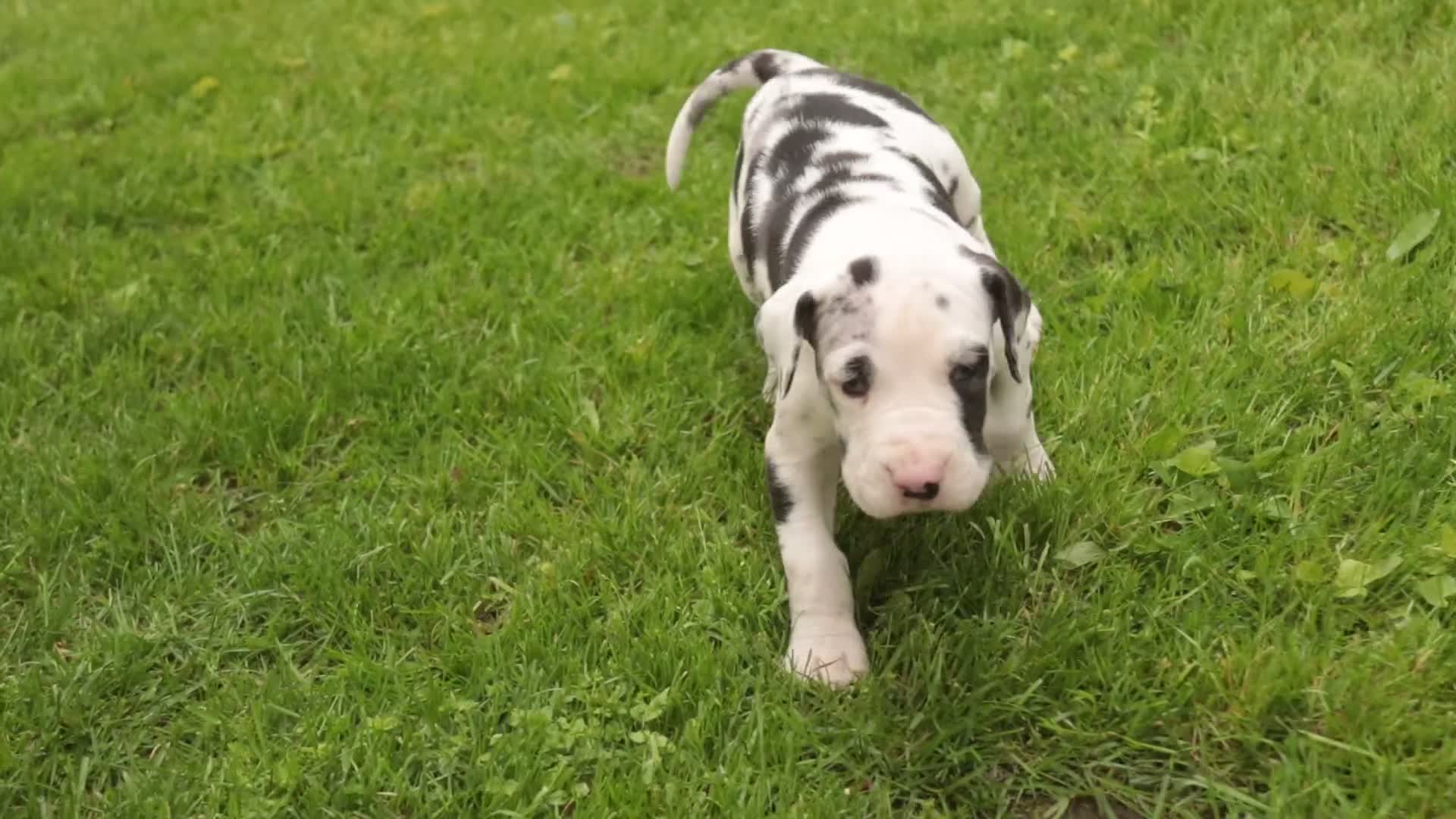 Great Dane dogs for sale: Joy - Video 1