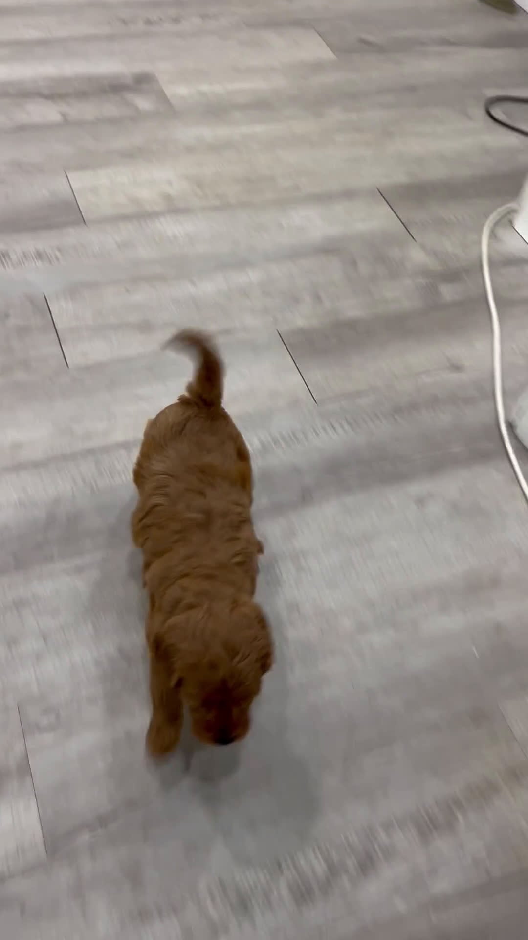 Mini Goldendoodle dogs for sale: Remi - Video 1