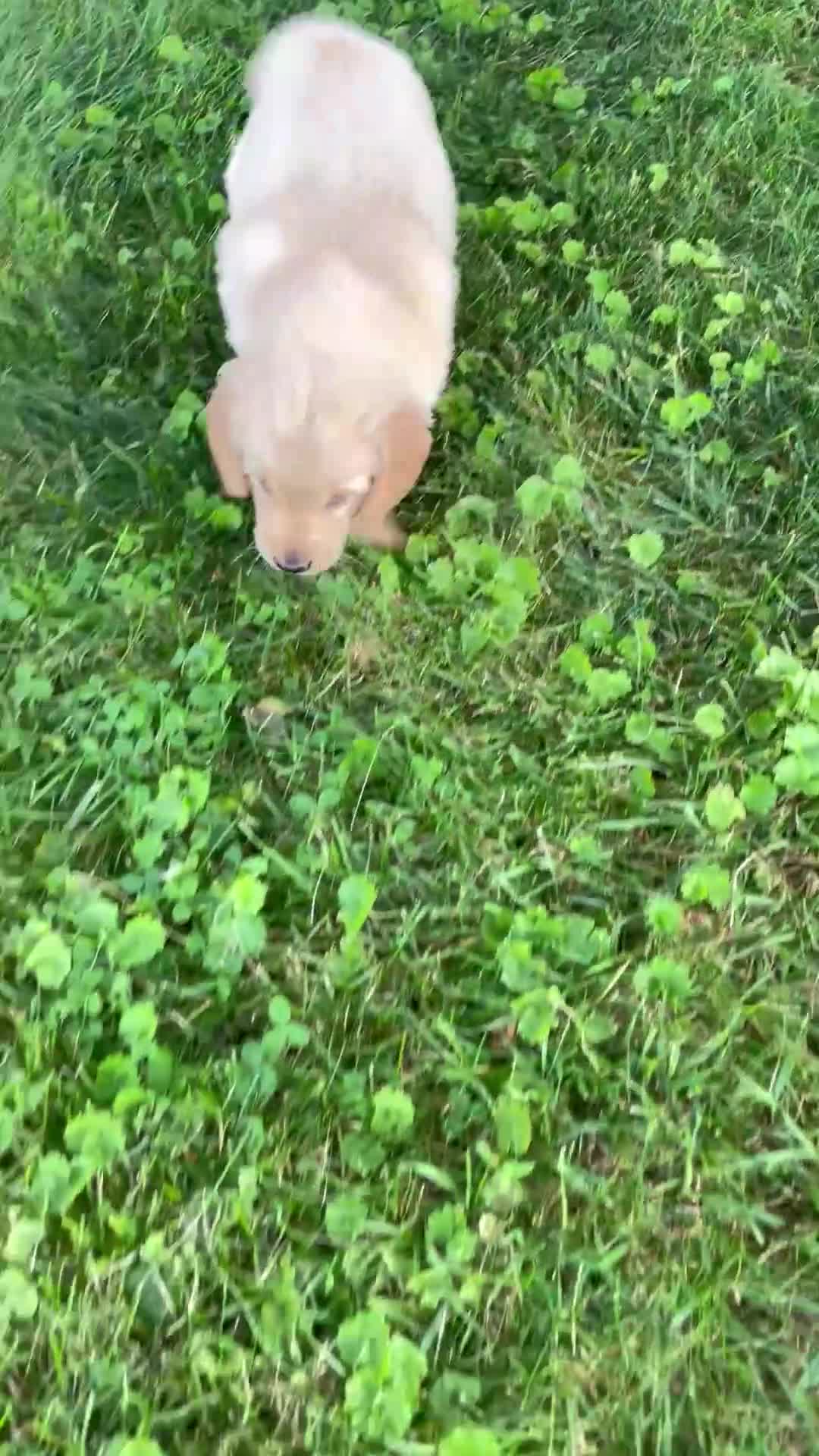 Golden Retriever dogs for sale: Daisy - Video 2