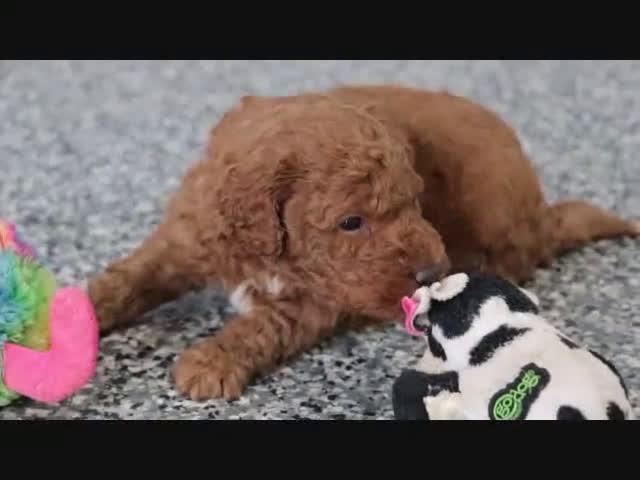 Mini Goldendoodle dogs for sale: Maggie - Video 2