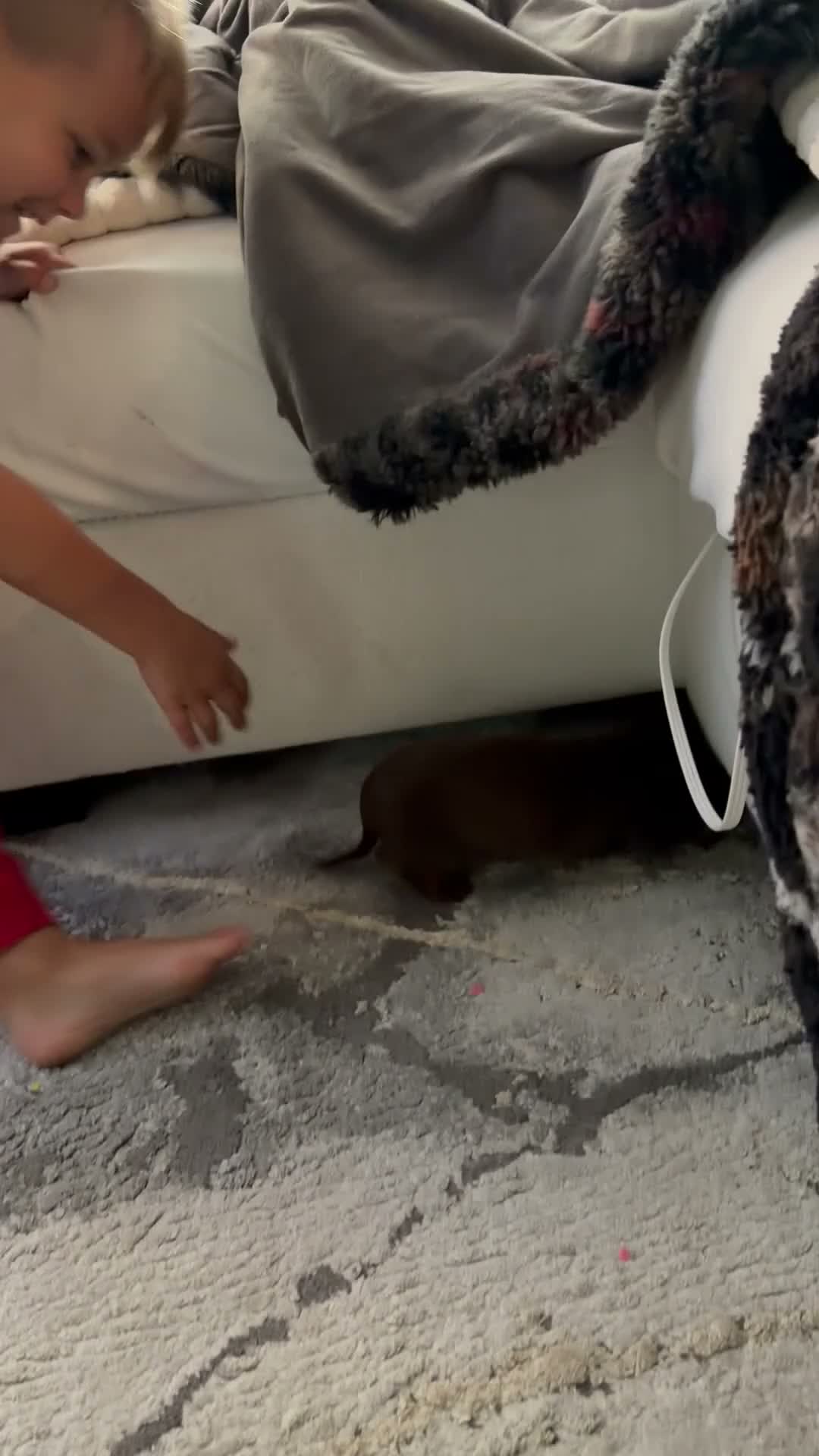 Dachshund dogs for sale: Dachshund 1 - Video 1