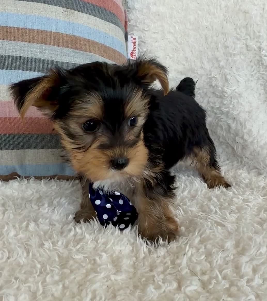 Yorkshire Terrier dogs for sale: Jax - Video 1