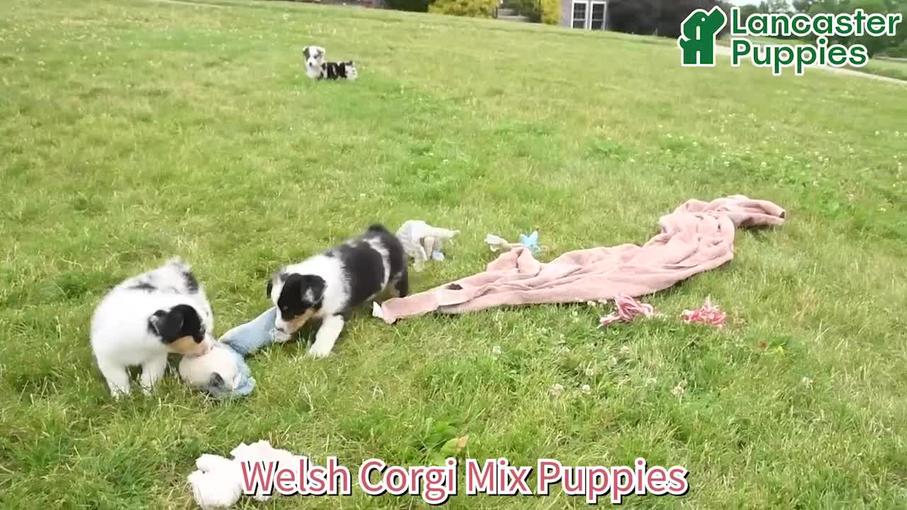 Mixed Breed dogs for sale: Nolan - Video 1
