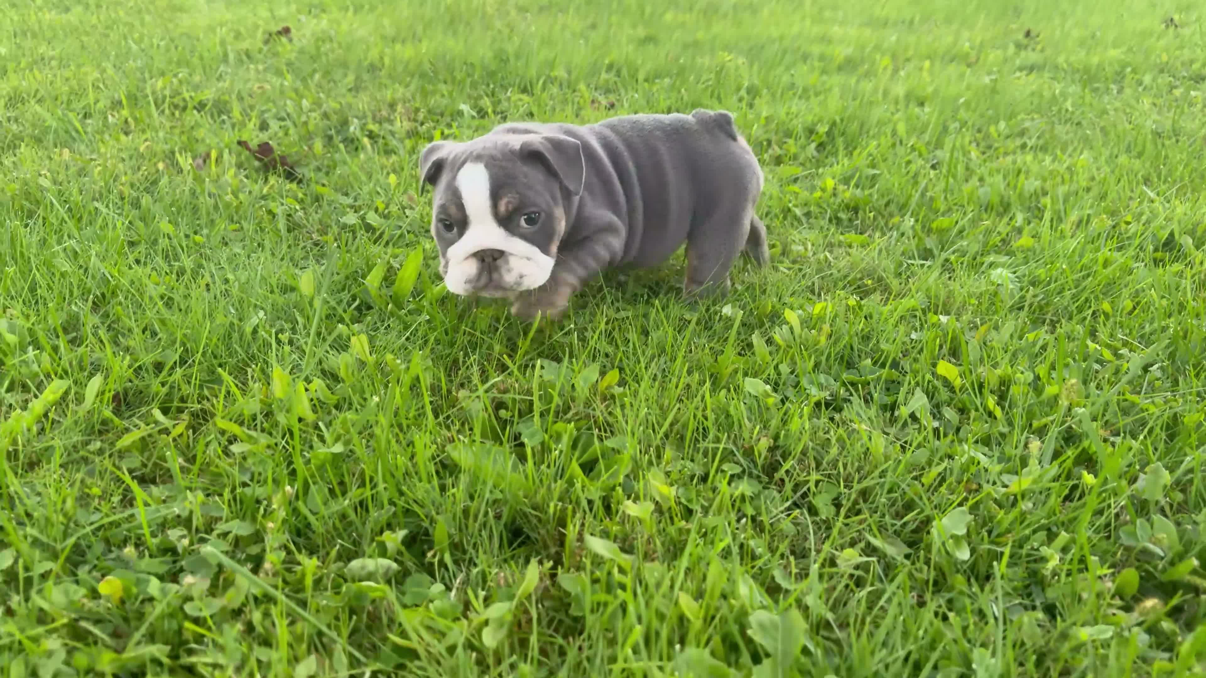English Bulldog dogs for sale: Paris  - Video 1